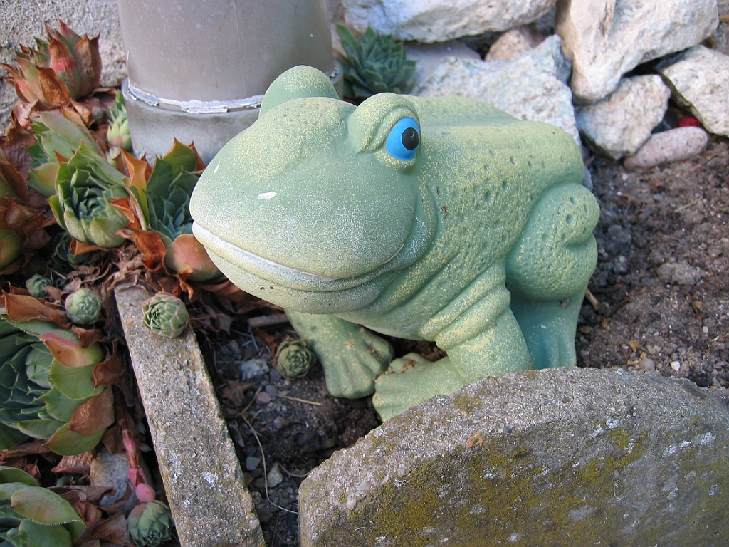 Grenouille de jardin 1.jpg